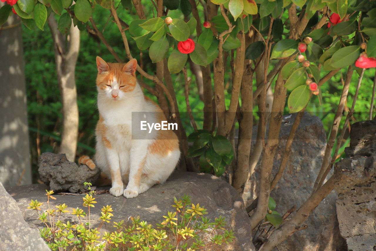 The cat is dozing off in the lazy afternoon.