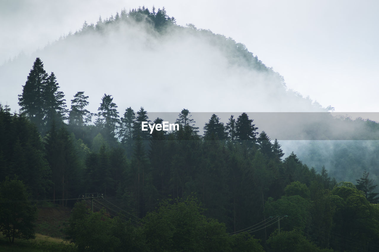 Scenic view of forest against sky