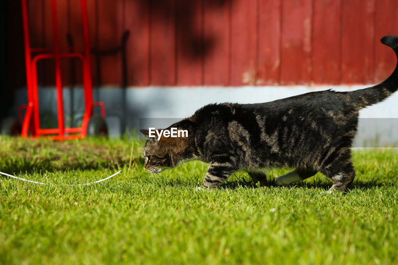 CAT RELAXING ON GRASSY FIELD