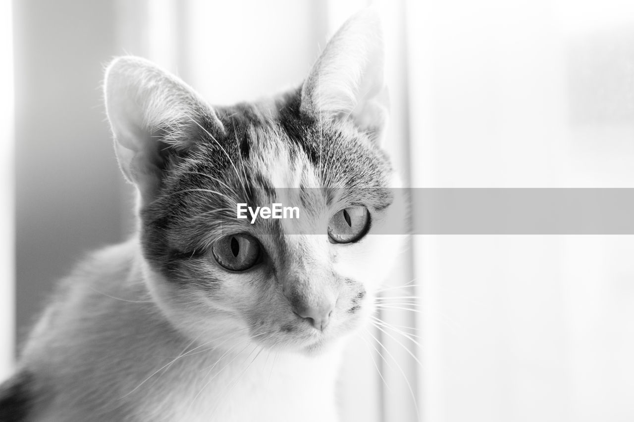 CLOSE-UP PORTRAIT OF CAT IN PEN