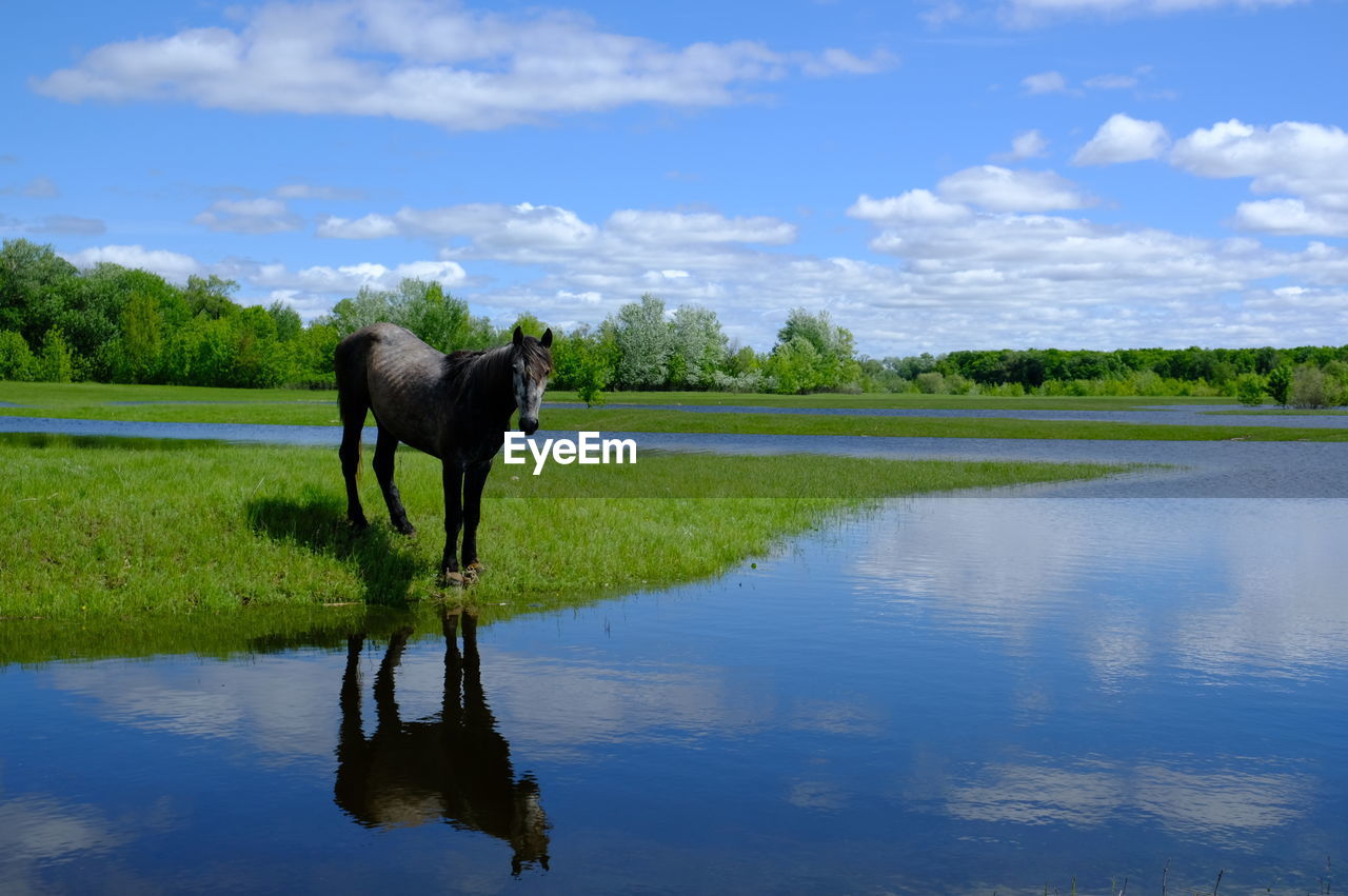 Horse grazing on green grass field near water place