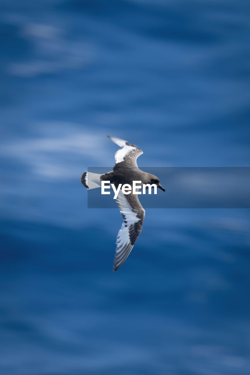 Antarctic petrel soars over sea looking down