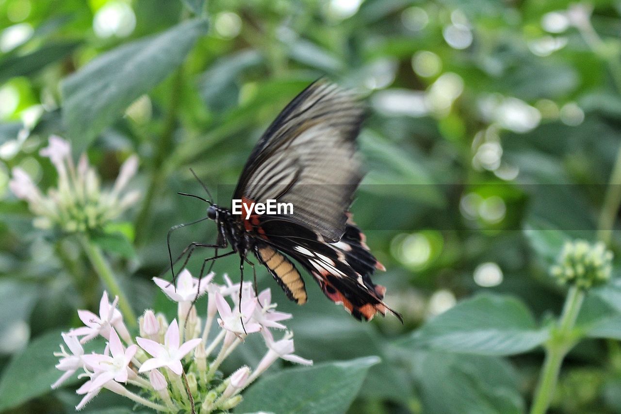 Butterfly pollinating on flower