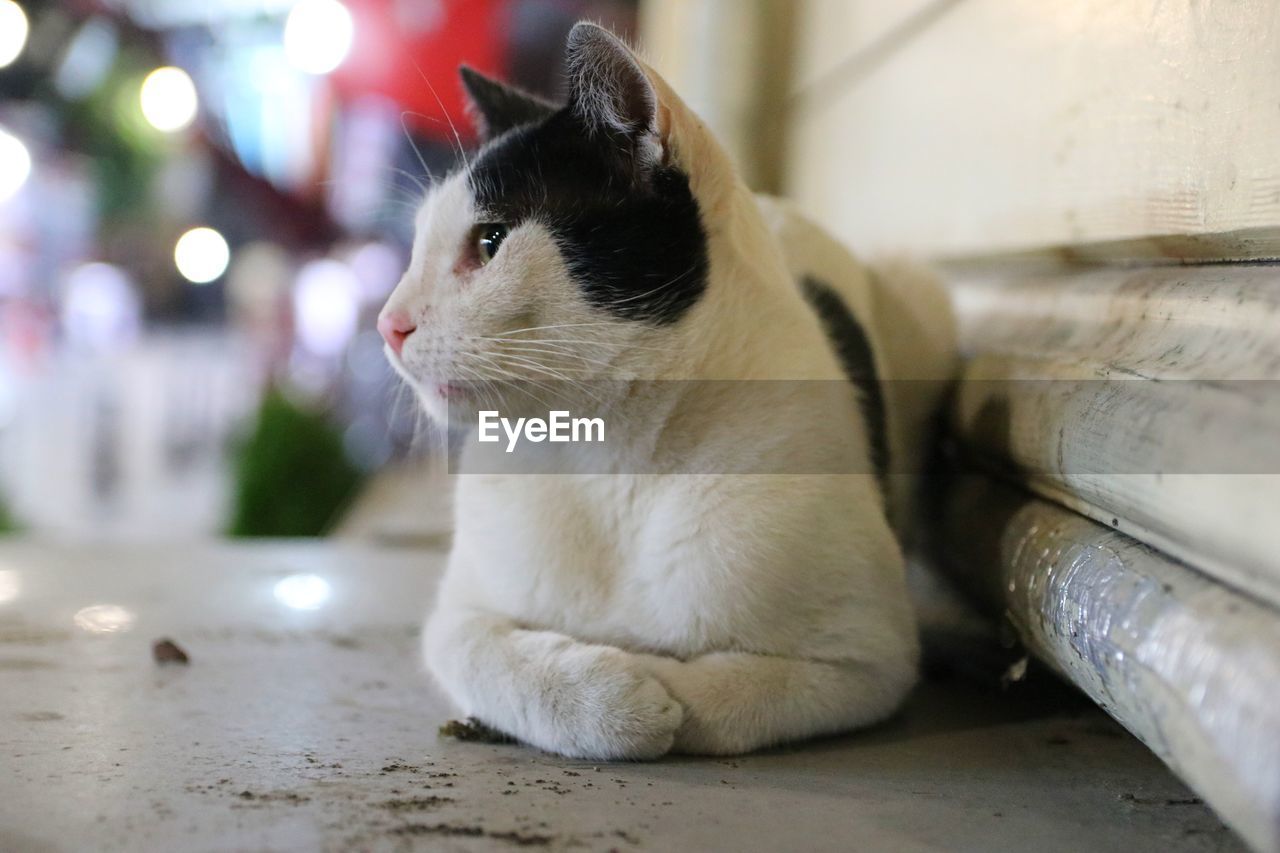 CLOSE-UP OF A CAT