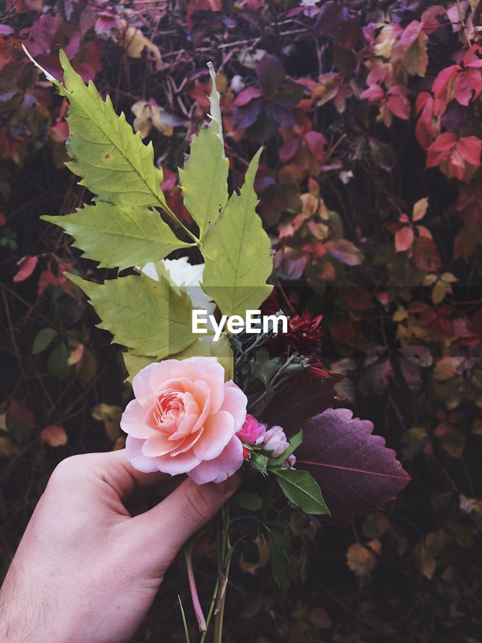 CLOSE-UP OF HAND HOLDING PINK ROSE PLANT