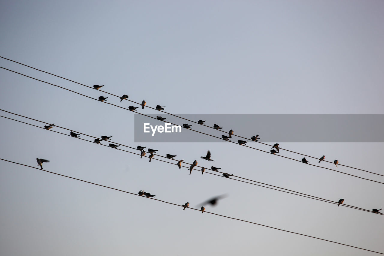 The swallows, martins and saw-wings, or hirundinidae, are a family of passerine birds