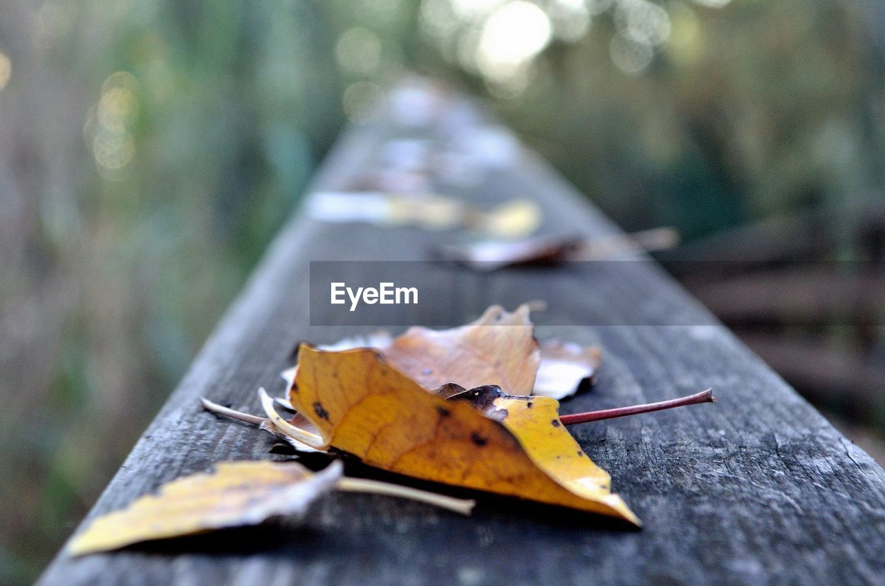 Close-up of maple leaf on footpath