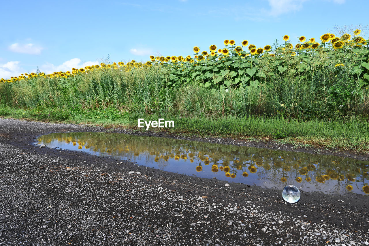 Sunflowers field with sphere