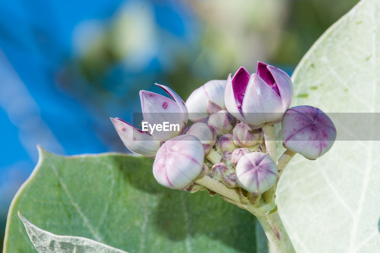 CLOSE-UP OF PURPLE FLOWERING PLANTS