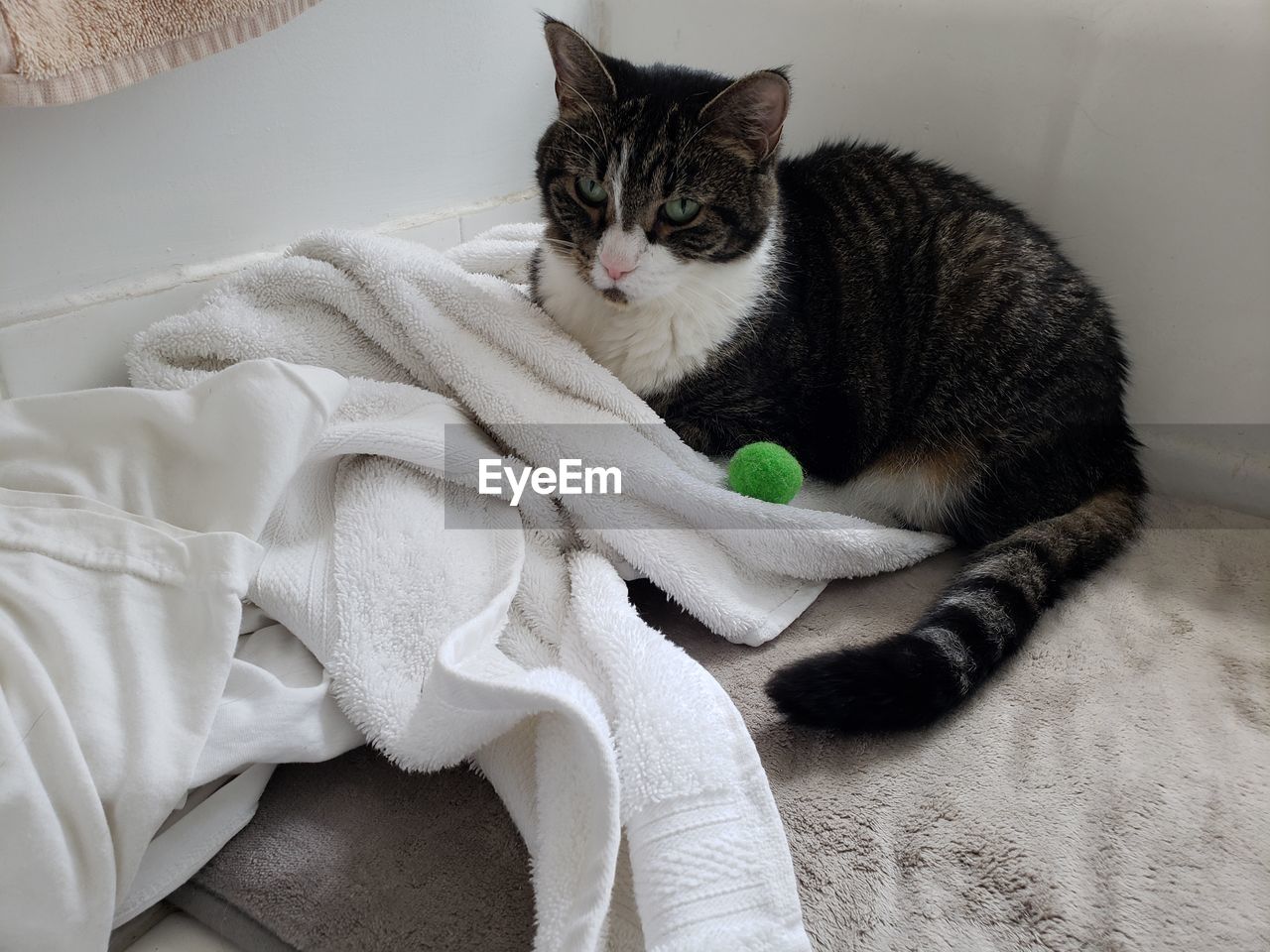 HIGH ANGLE VIEW OF CAT RESTING ON BED