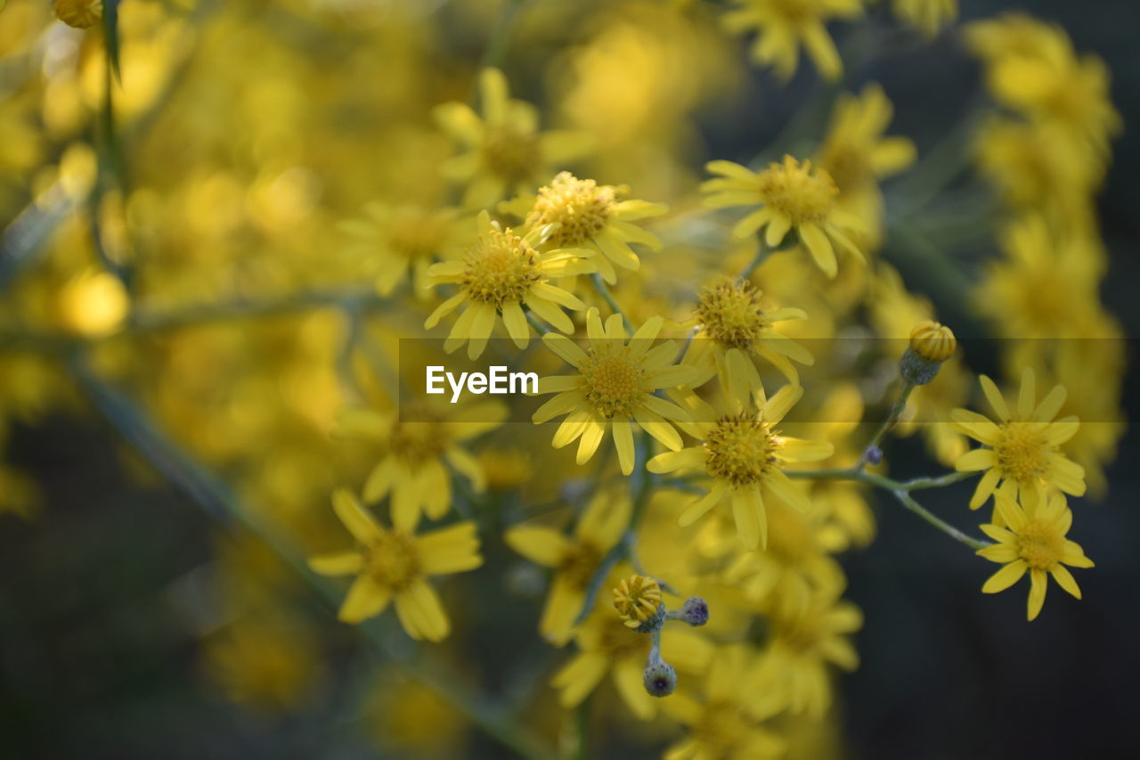 Close-up of bee on yellow flowering plant