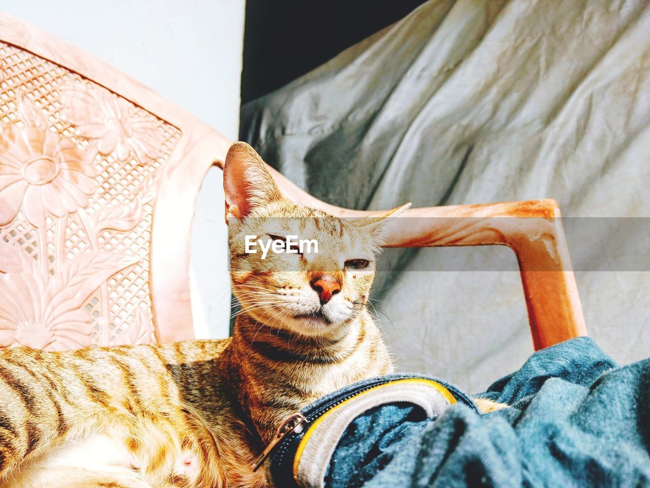 PORTRAIT OF A CAT SITTING ON SOFA