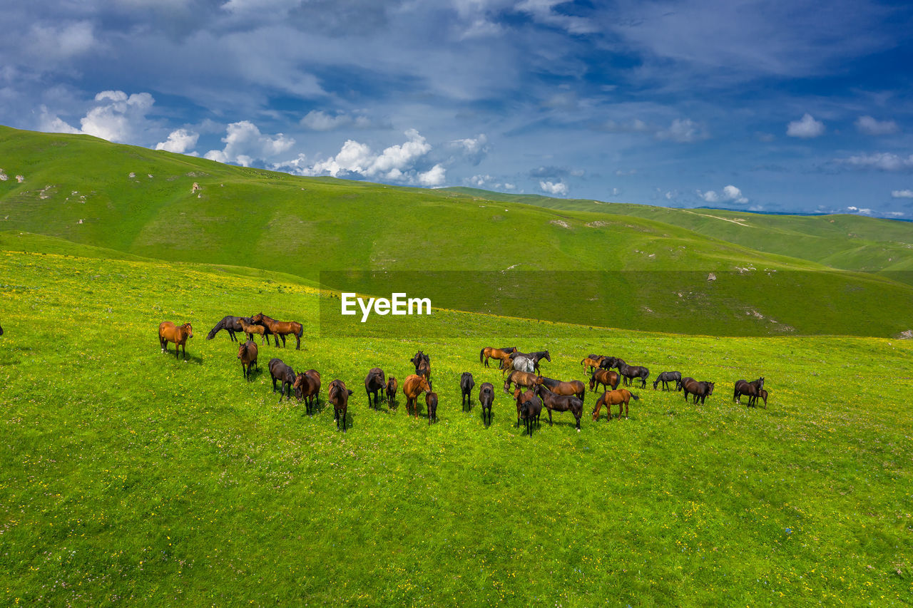 Horses in a field