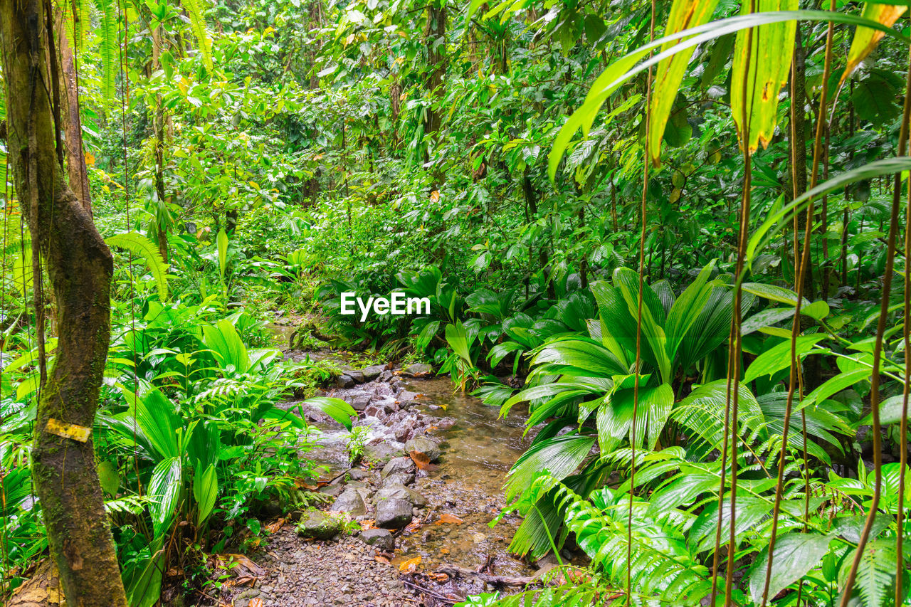 PLANTS AND TREES IN FOREST