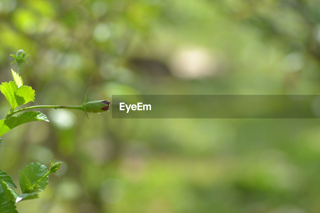 CLOSE-UP OF GREEN PLANT