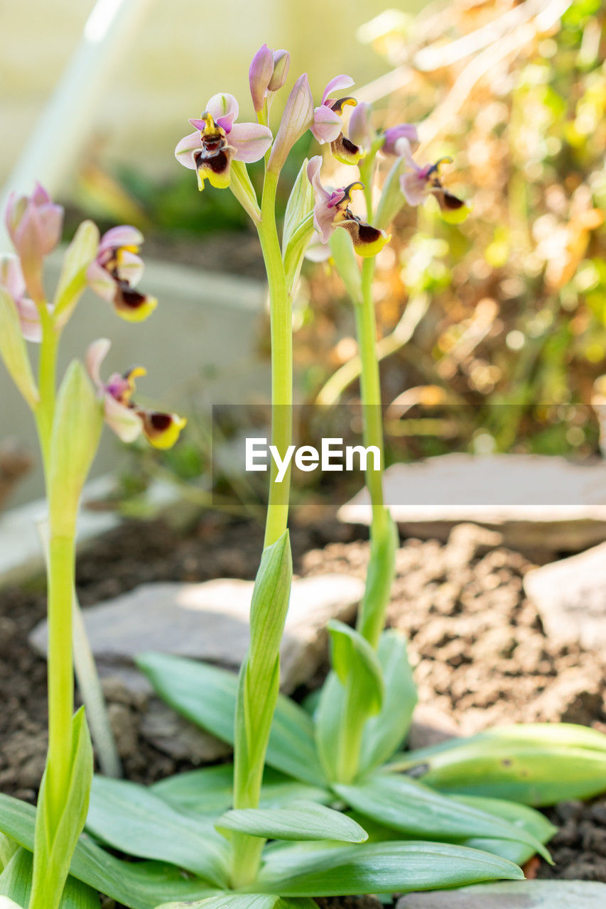 plant, flower, flowering plant, nature, freshness, beauty in nature, growth, no people, plant part, close-up, leaf, food, outdoors, focus on foreground, sunlight, green, food and drink, springtime, garden, fragility, agriculture, day, blossom, flower head, vegetable, botany, field, flowerbed, summer, land, front or back yard, gardening, environment, selective focus
