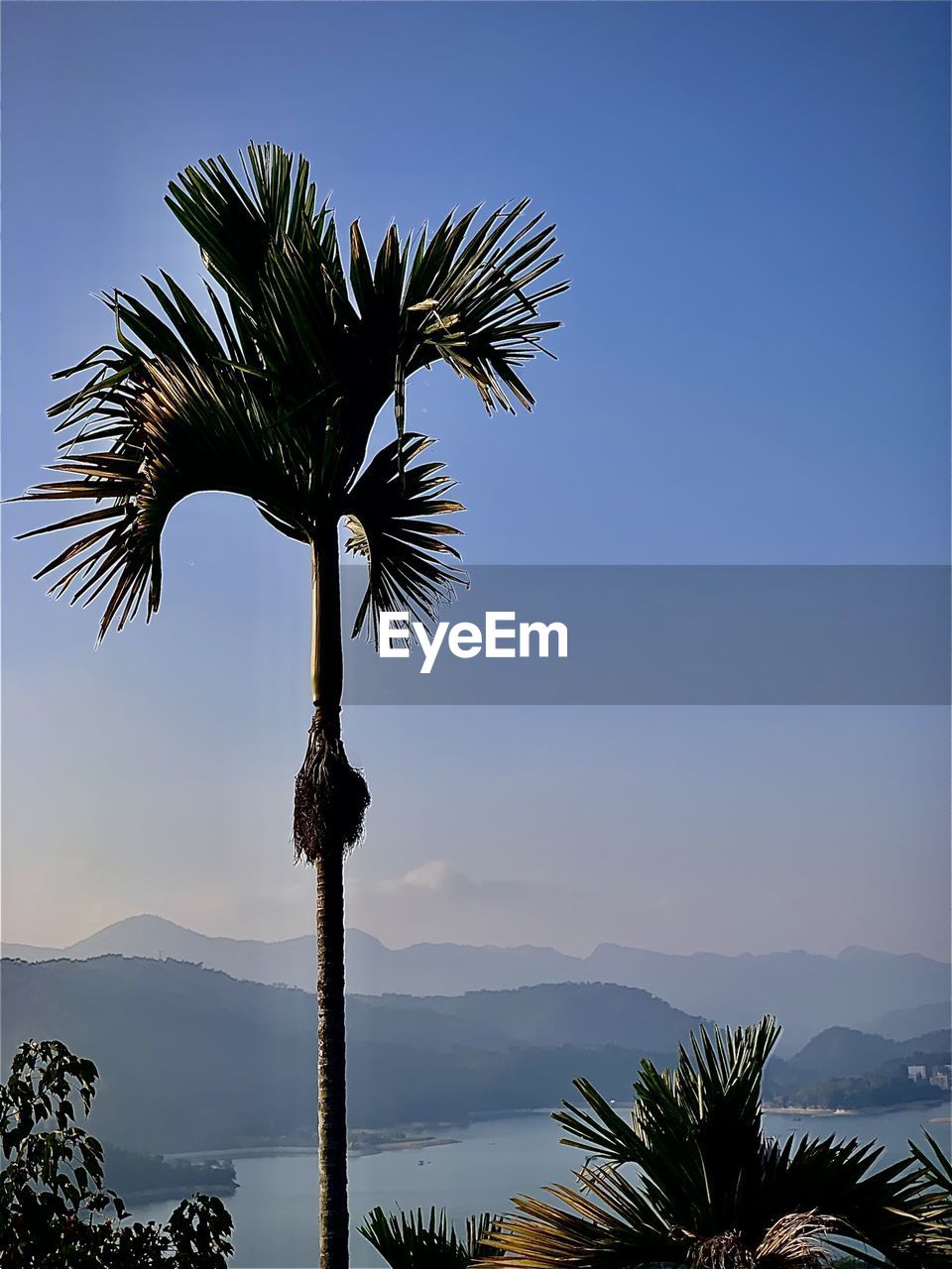 PALM TREE AGAINST SKY