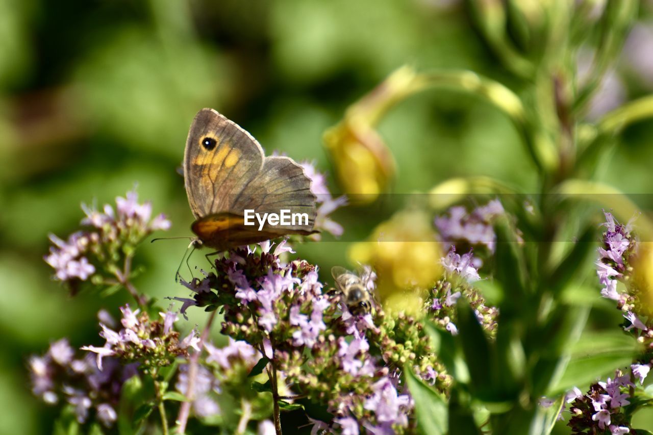 Close-up of butterfly pollinating on flower