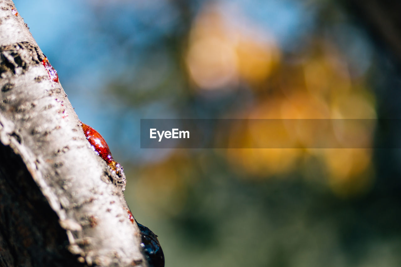 Close-up of cropped branch against blurred background