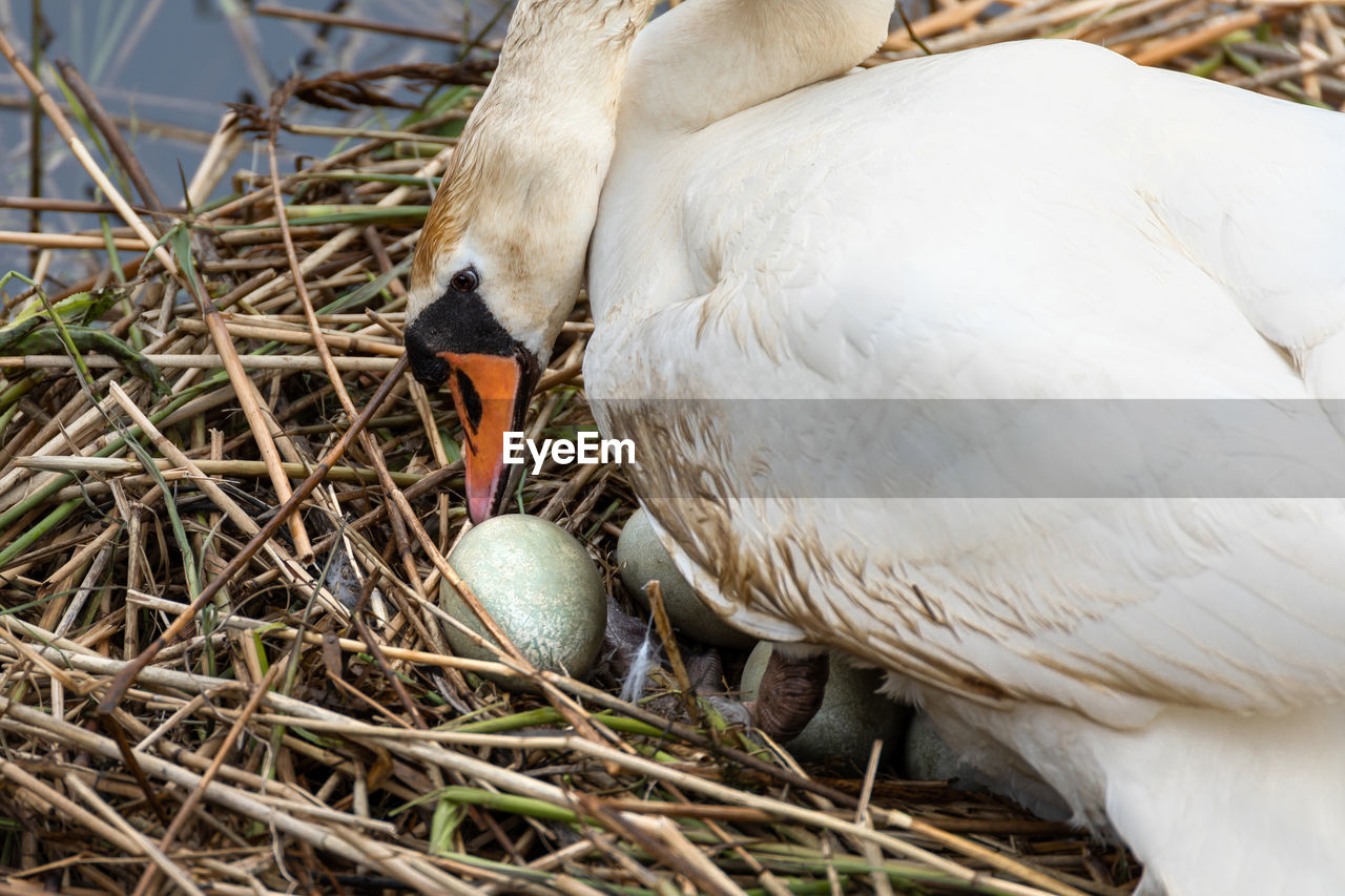 CLOSE-UP OF A BIRD EATING