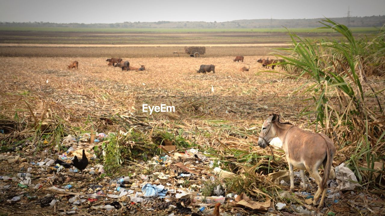 Cows and donkey on field