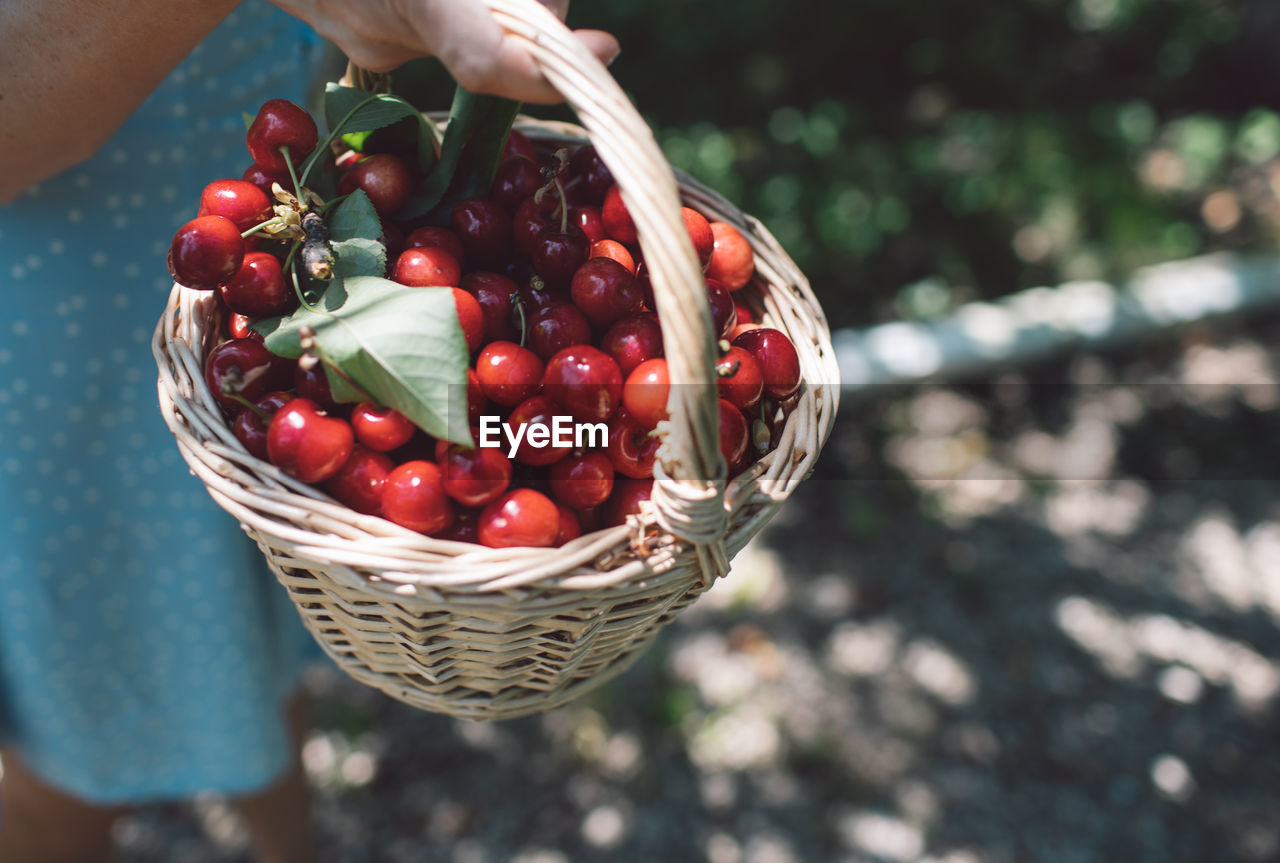 High angle view of hand holding cherries in basket