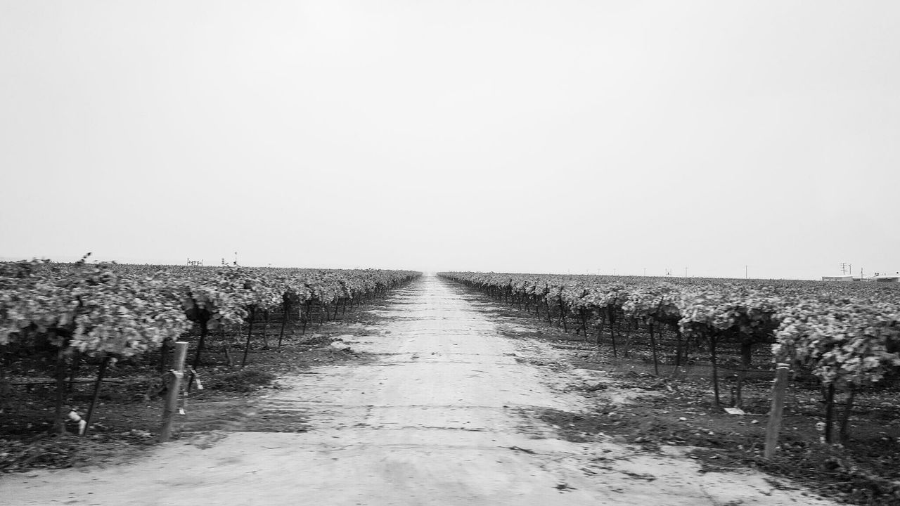 Dirt road amidst vineyard against sky
