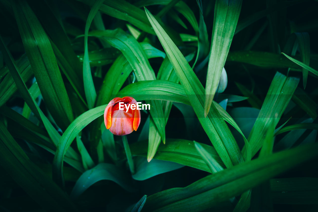 Close-up of red flower blooming in garden