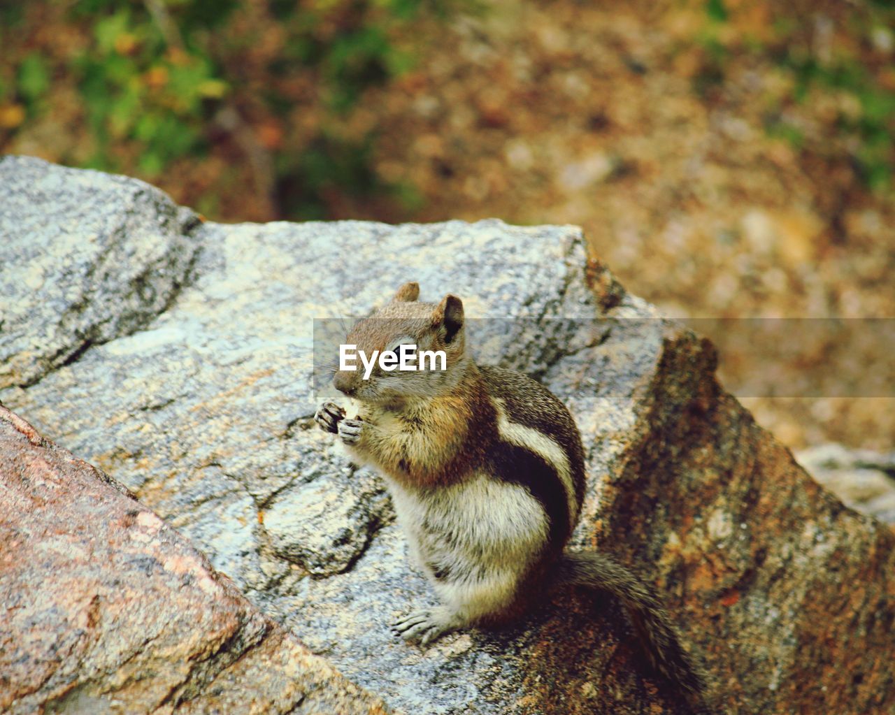 HIGH ANGLE VIEW OF SQUIRREL ON ROCK