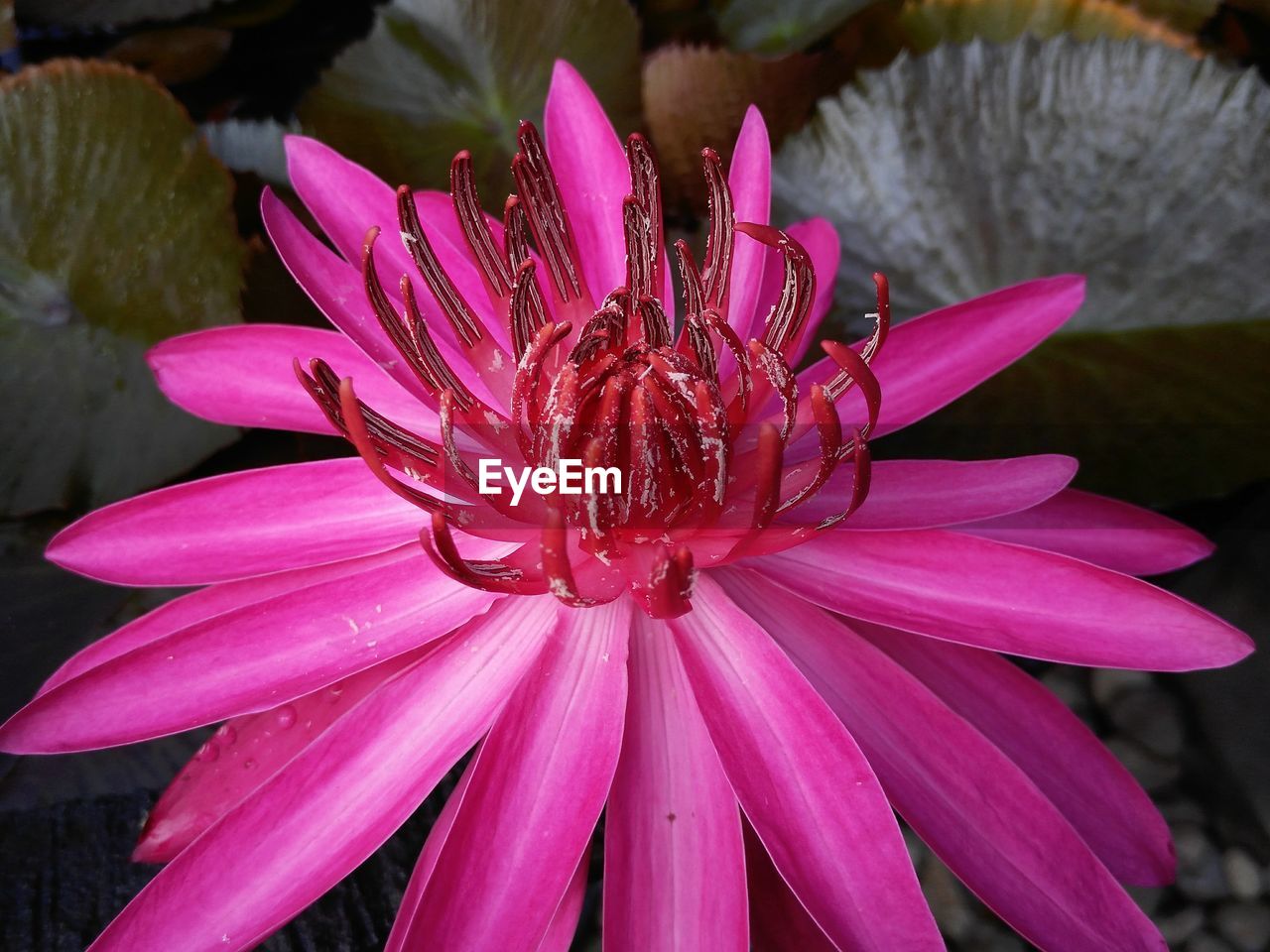 CLOSE-UP OF PINK LOTUS WATER LILY