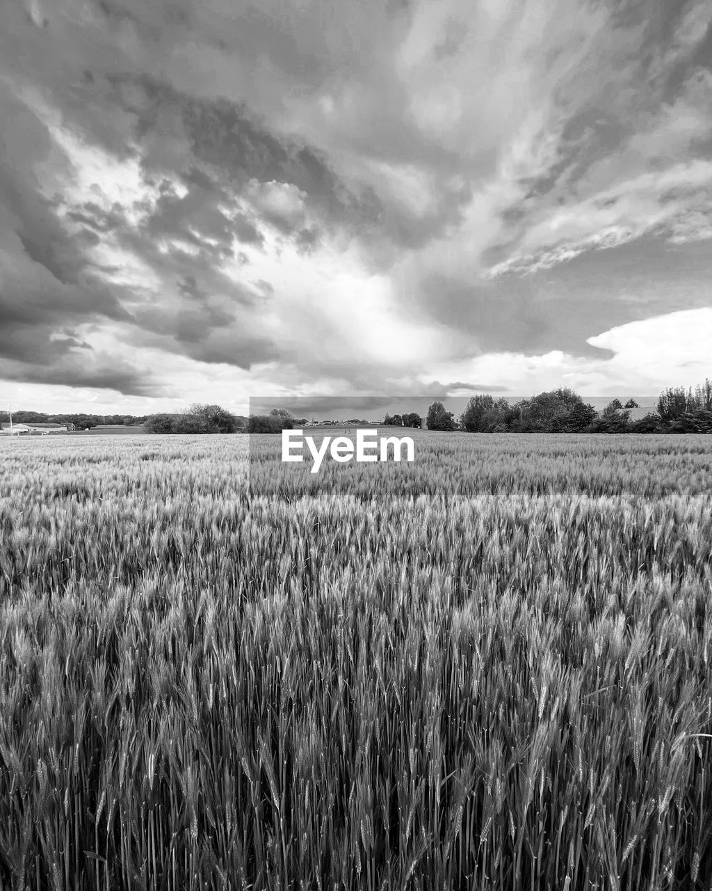 Crops growing on field against sky