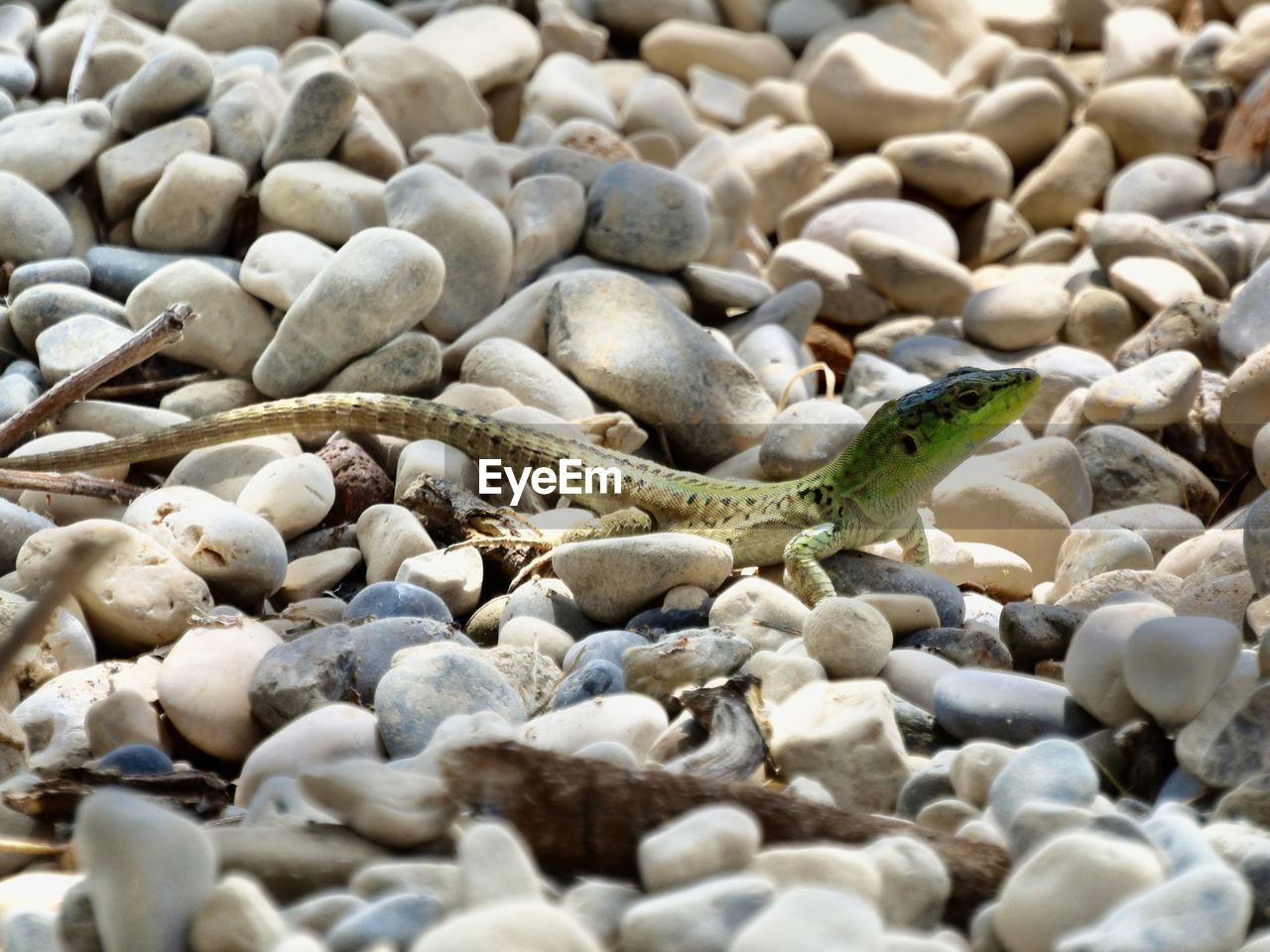 animal, animal themes, animal wildlife, wildlife, pebble, rock, one animal, nature, no people, land, close-up, day, gravel, reptile, beach, stone, lizard, sea, outdoors, water, full frame, abundance