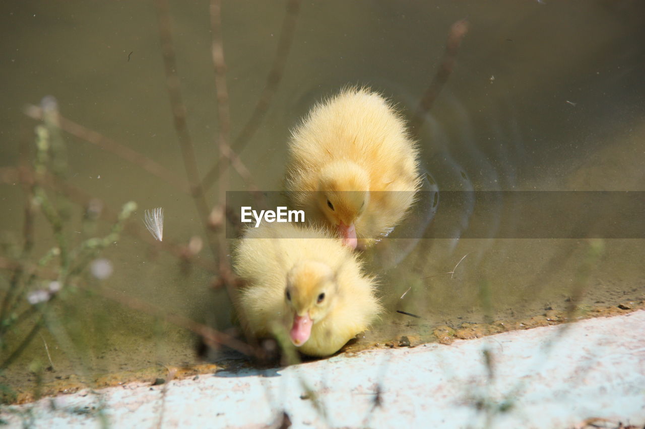 Ducklings at the lake