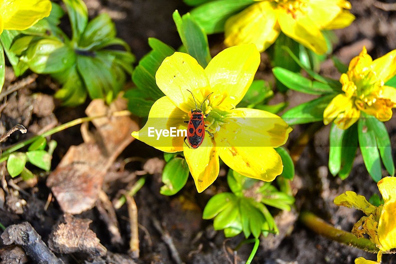 CLOSE-UP OF INSECT POLLINATING ON FLOWER