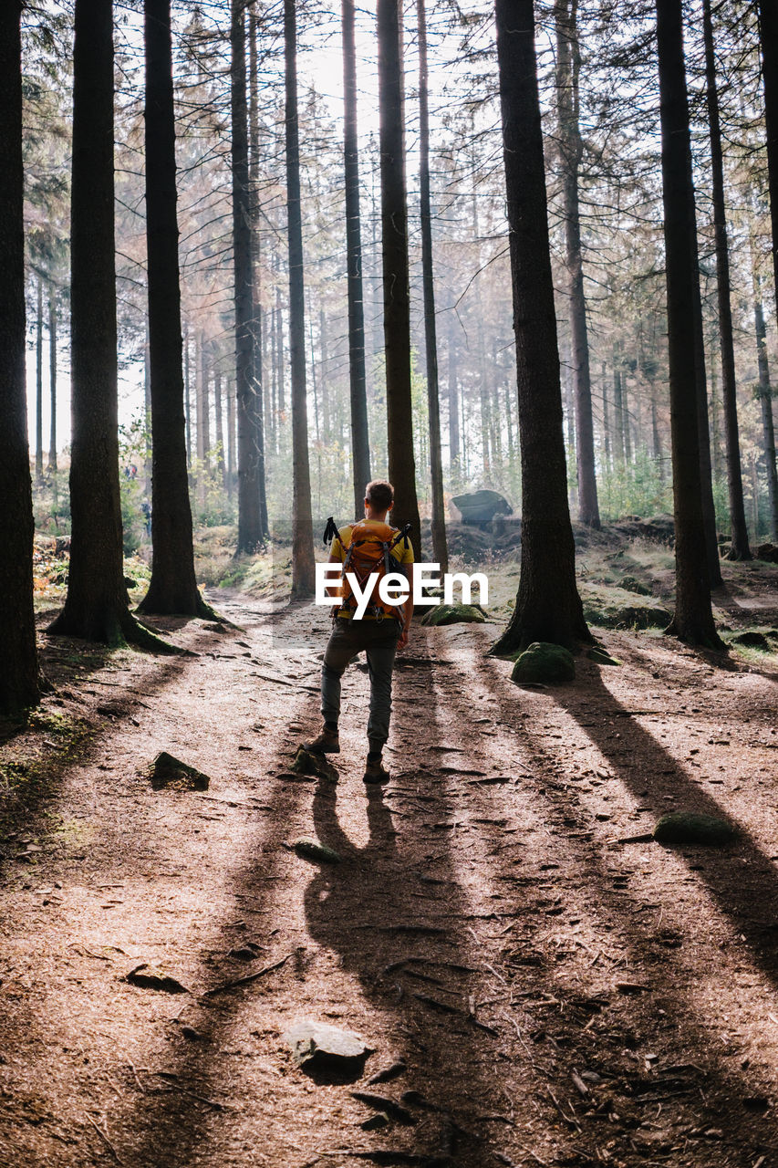 People on street amidst trees in forest