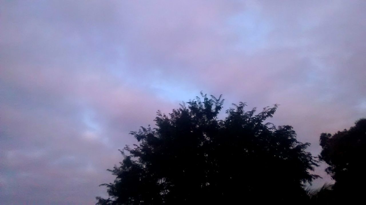 LOW ANGLE VIEW OF TREES AGAINST SKY