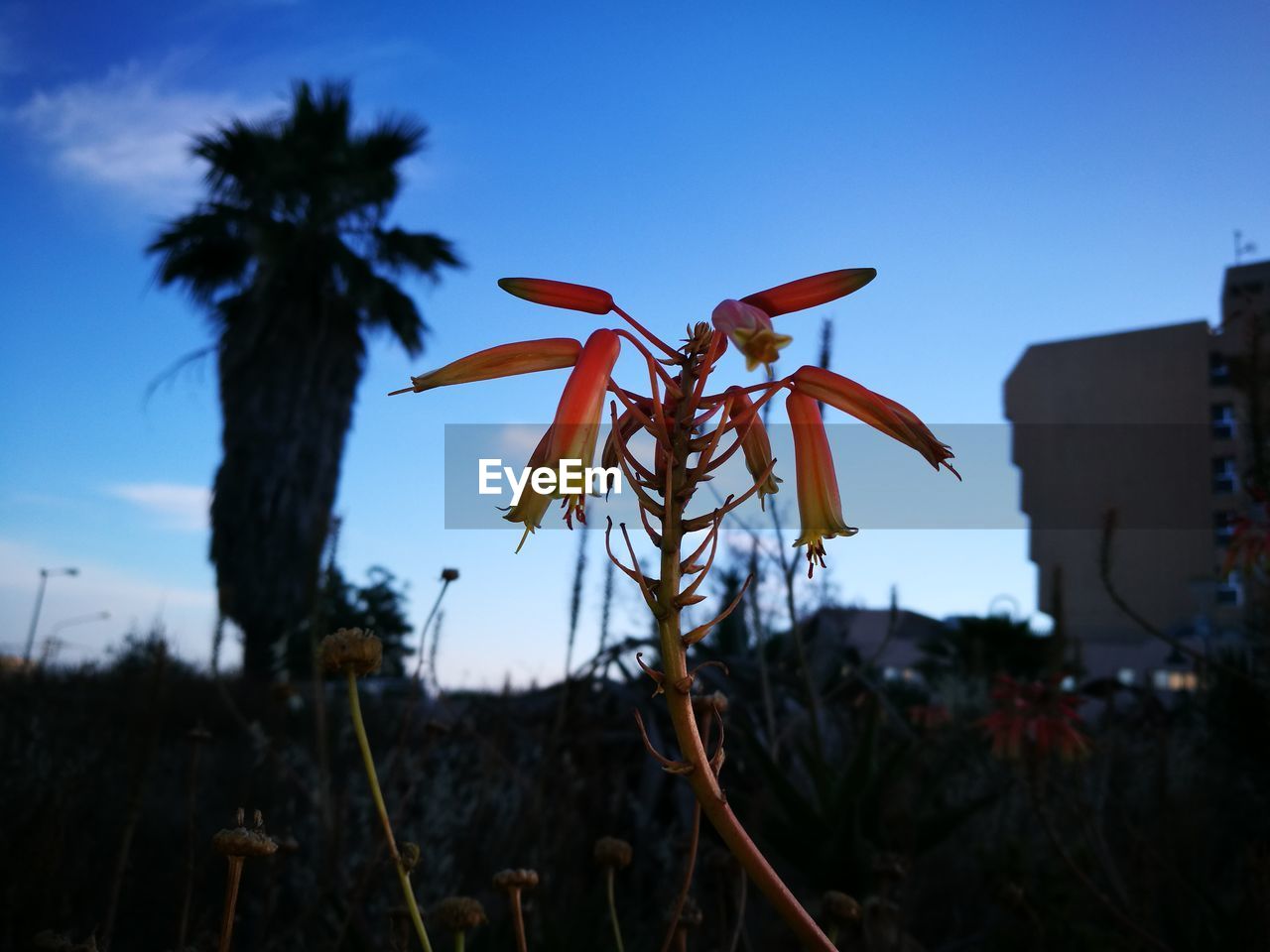 CLOSE-UP OF PLANTS GROWING ON FIELD AGAINST SKY