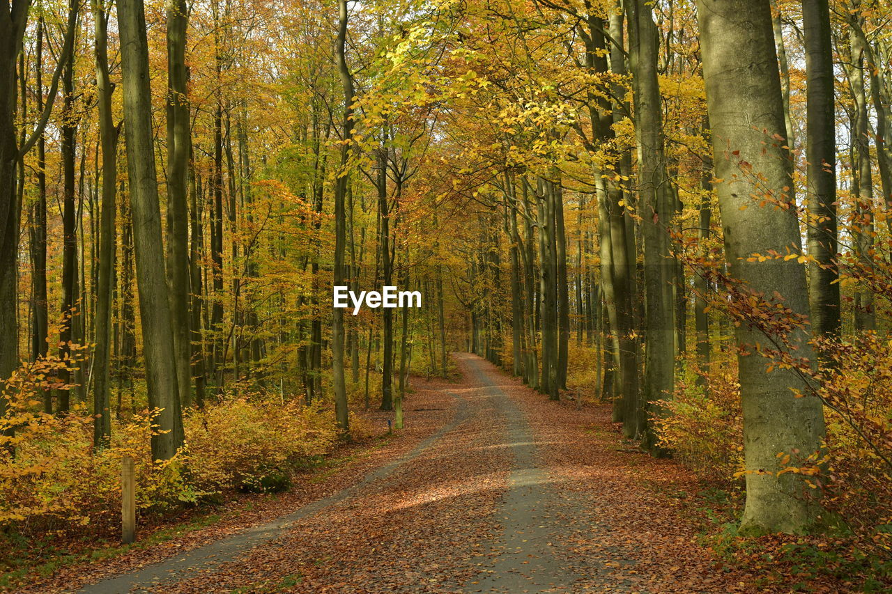 Footpath amidst trees in forest during autumn