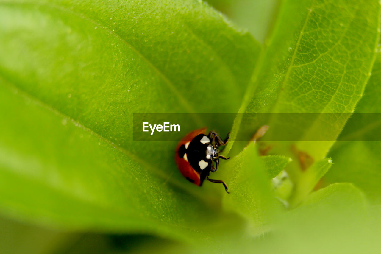 CLOSE-UP OF GREEN INSECT ON LEAF