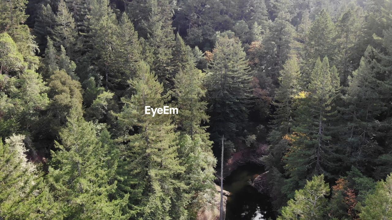 HIGH ANGLE VIEW OF PINE TREE