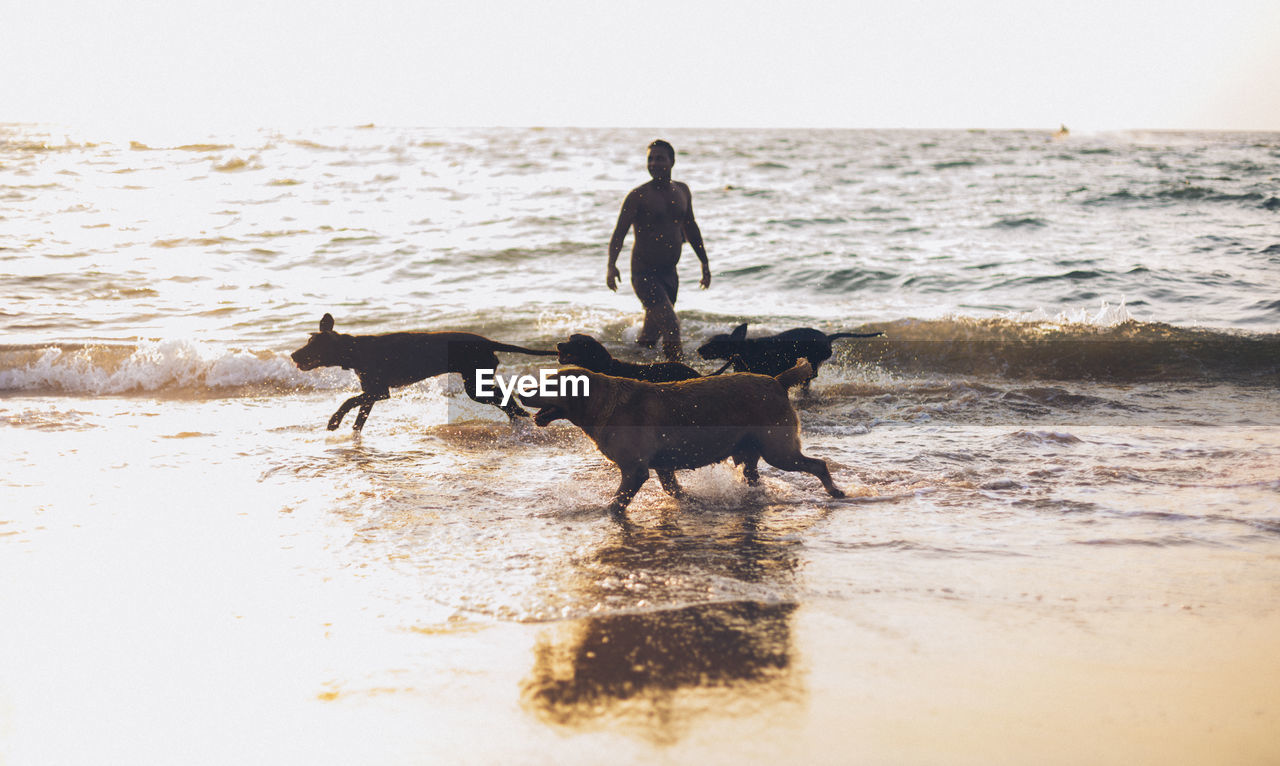 Man with dogs wading in sea