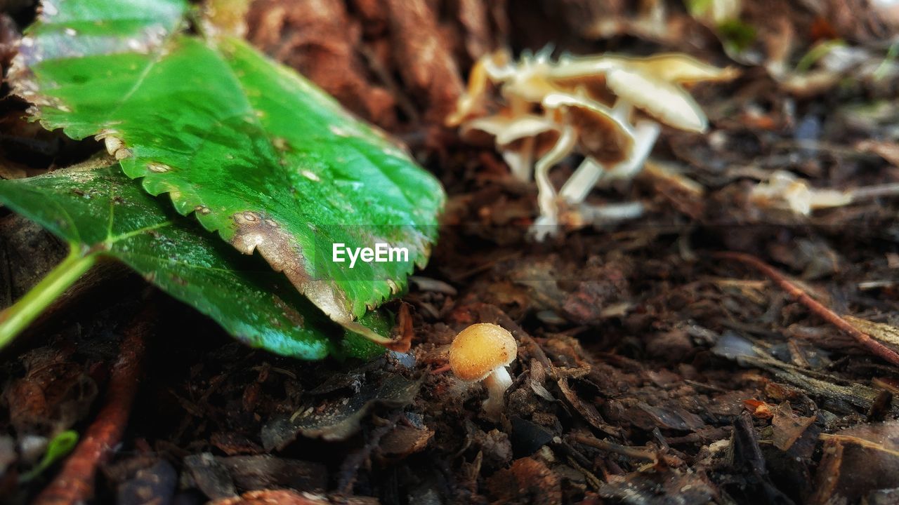 CLOSE-UP OF INSECT ON LEAF