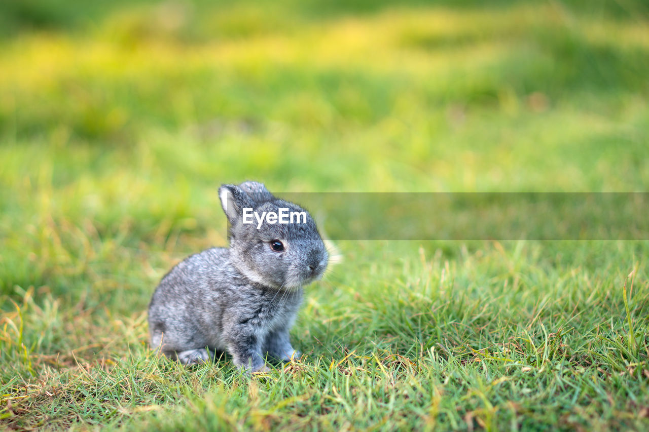 close-up of rabbit on field