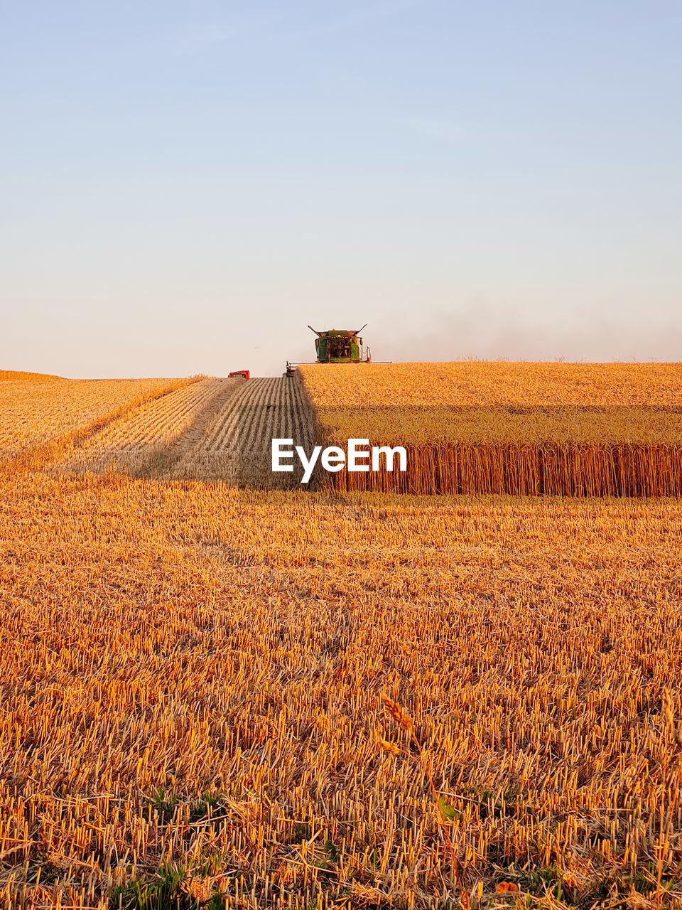 Harvesting combine working on the field of wheat at sunset time, modern agricultural transport. 