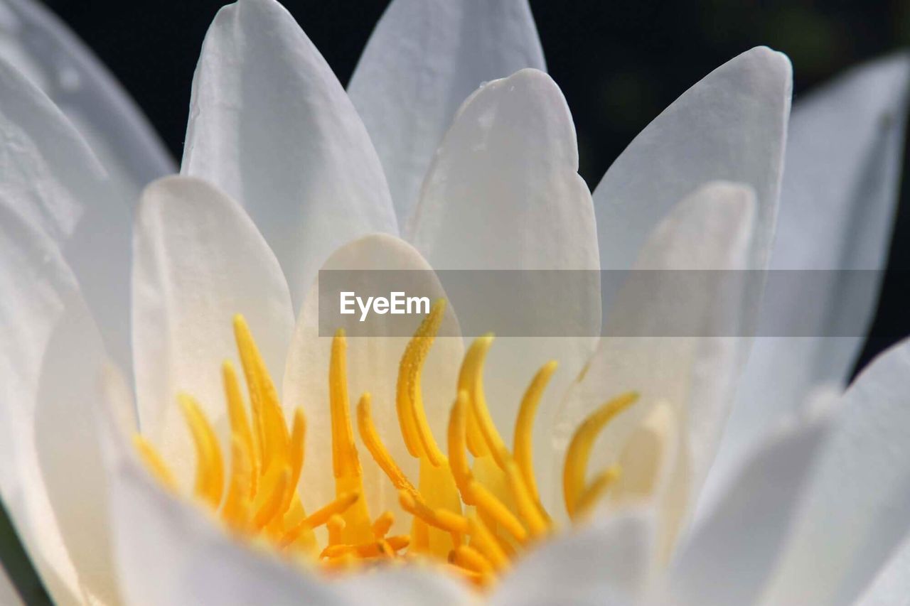 Close-up of flower blooming outdoors