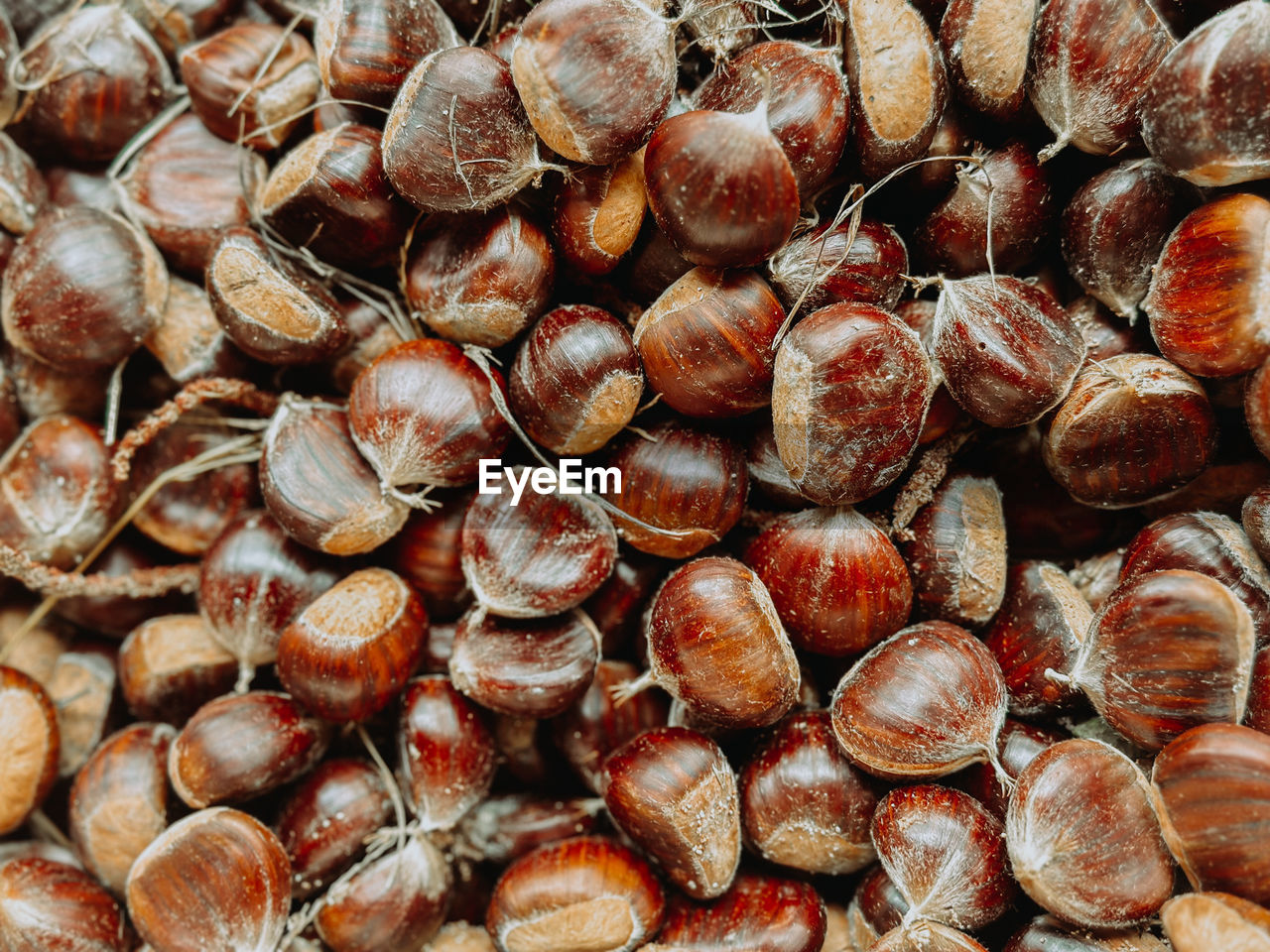 full frame shot of various seashells