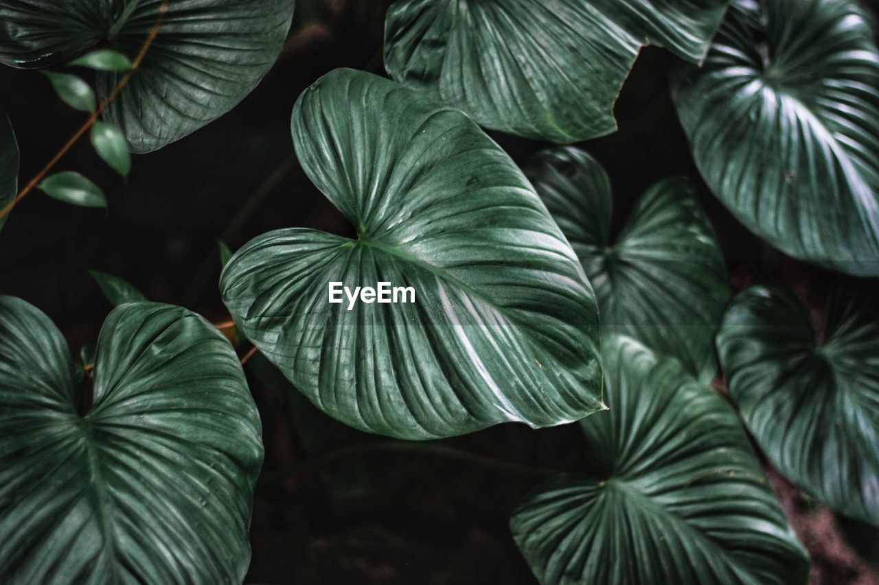 Close-up of leaves