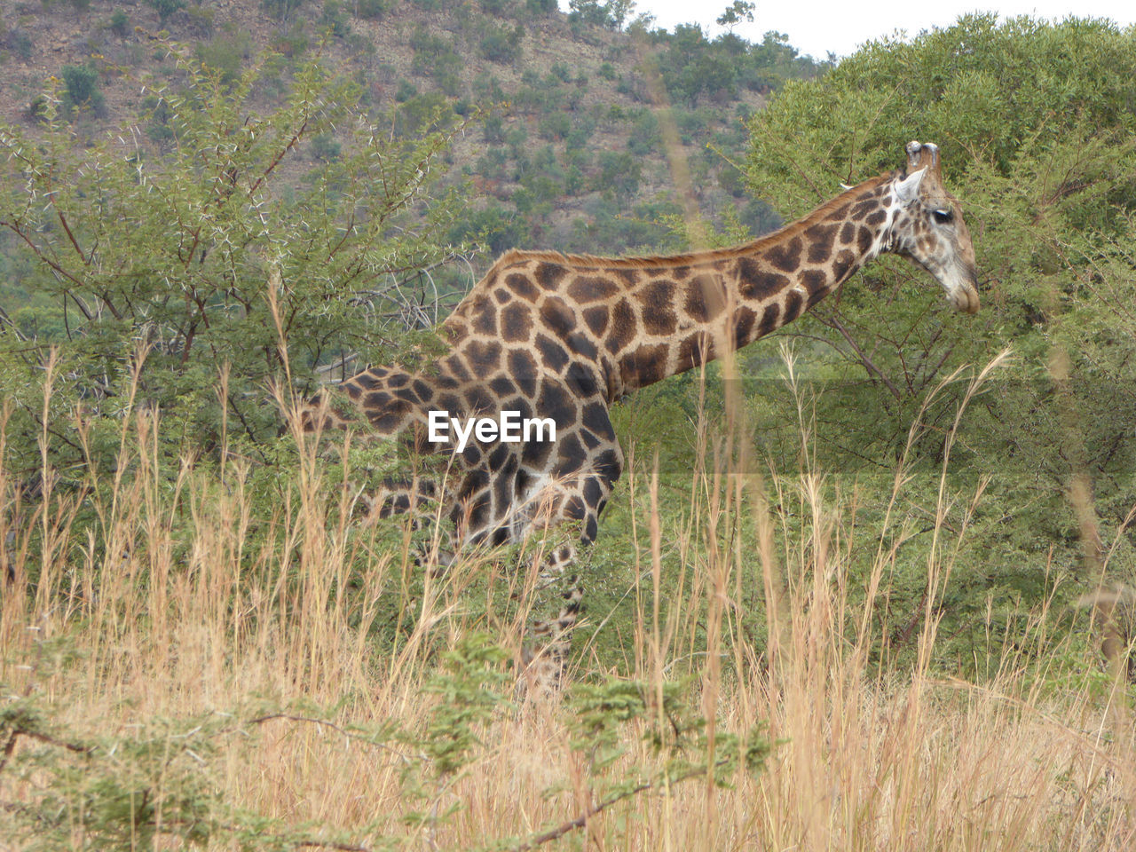 Giraffe in forest