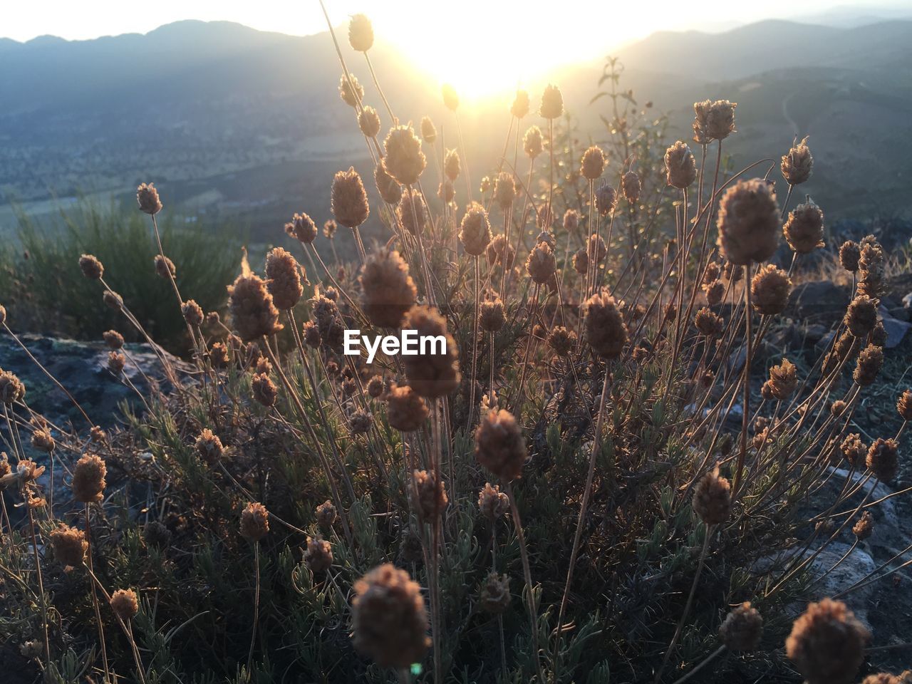 Close-up of plants growing on field against sky