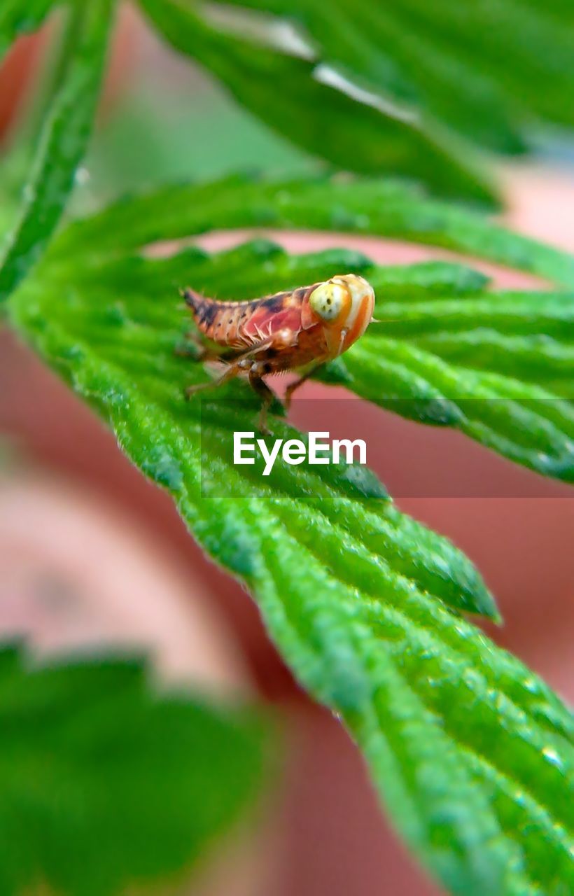 Orange insect on plant